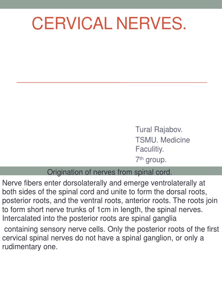 Overview of Cervical Nerves and Plexus | PDF