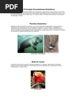Os Principais Ecossistemas Brasileiros texto.docx