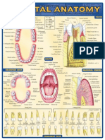 Dental Anatomy Reference Guide