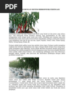 Download Budidaya Cabai Dengan Sistem Hidroponik Fertigasi by Andrian Panggabean SN250671846 doc pdf