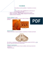 Resumen Cerebelo