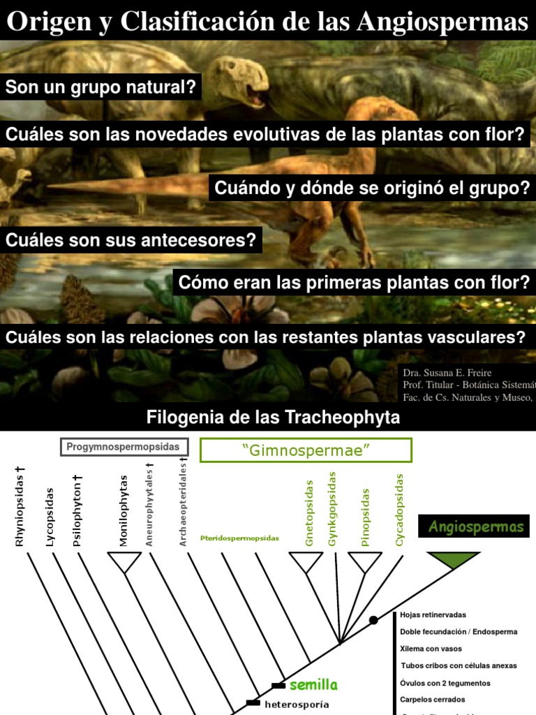 Clase 11 Magnoliidae (2014) PDF | PDF | Flores | Plantas