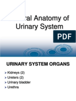 General Urinary System