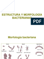 TEMA 2 POD Estructura y Morfología Bacterianas