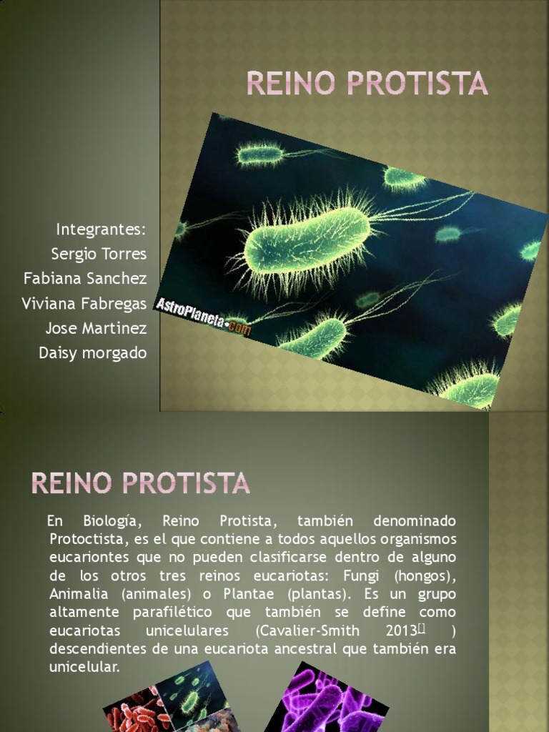 Reino Protista Daisy Algas Taxonomía (biología)