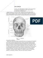Scheletulcapului