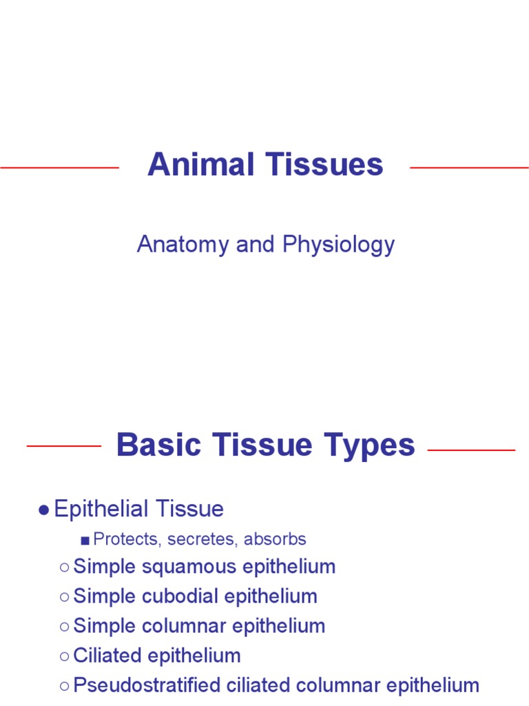 Ap Types of Tissues | PDF | Epithelium | Tissue (Biology)