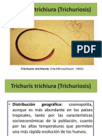 Trichuris trichiura (Trichuriosis)