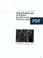 Etapas de Desarrollo de Frijol PDF