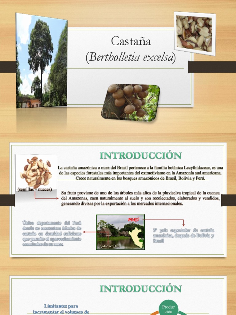 Castaña Amazónica: Cultivo y Exportación | PDF | Injerto | Los bosques