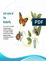 Life Cycle of The Butterfly