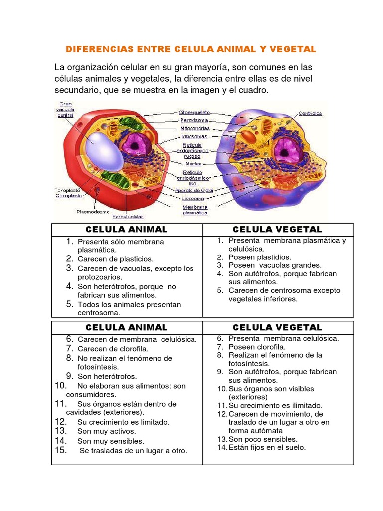 La organización celular en su gran