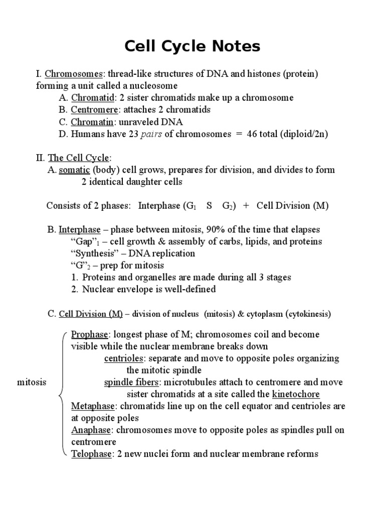 Cell Cycle Notes | PDF | Mitosis | Life Sciences