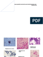 Microbiologie Curs Frotiuri