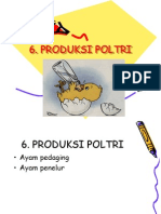 Produksi Poltri