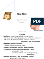 Cerebelul