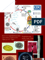 Diphyllobothrium Latum