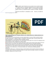 3 Anatomia