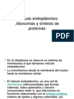Retículo Endoplásmico, Ribosomas y Síntesis de Proteínas