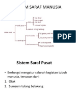 Sistem Saraf Manusia