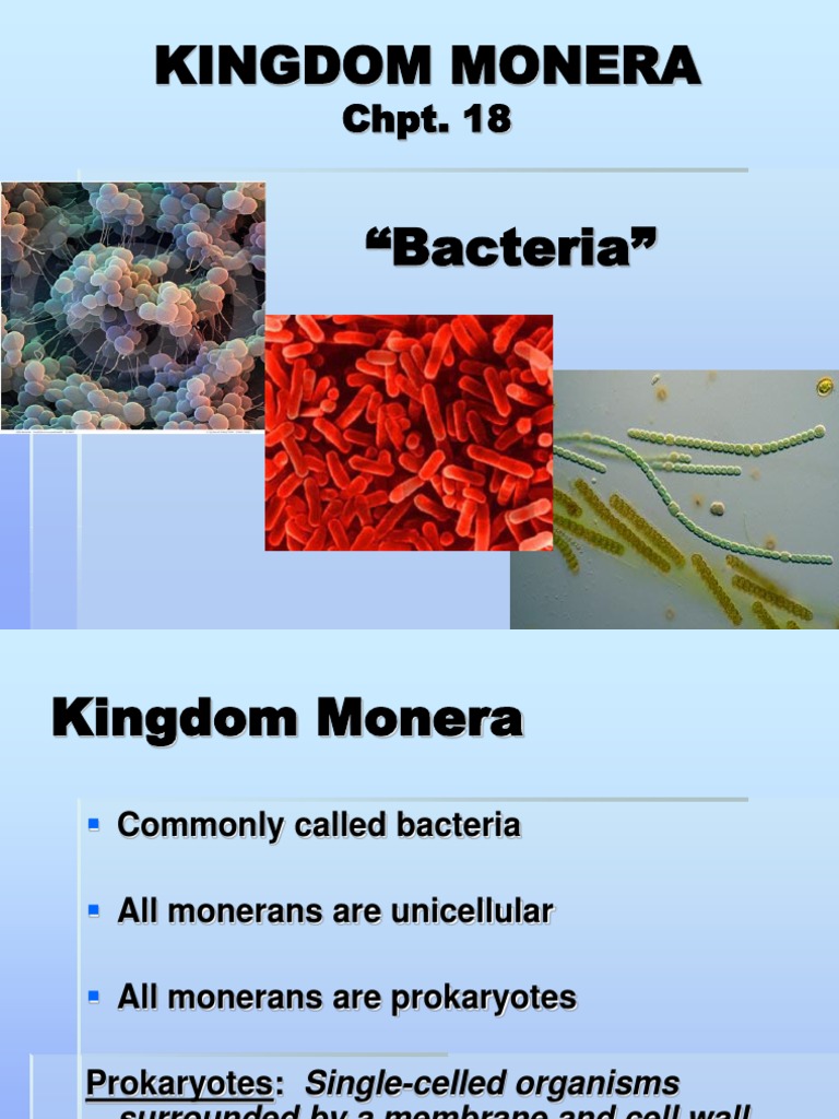 Kingdom Monera PDF Archaea Bacteria