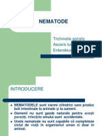 Nematode