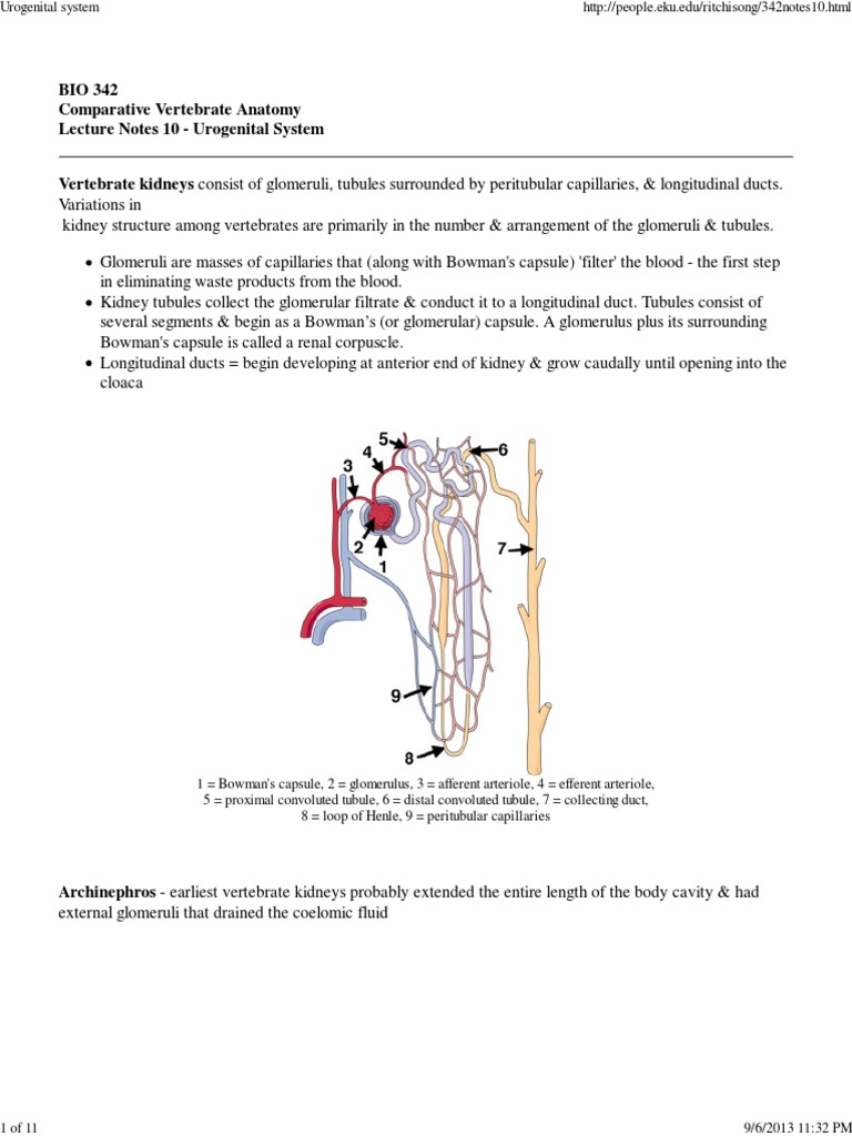 Urogenital System Biology Diagrams