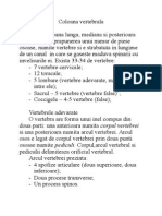 Anatomie Lucrare Practica, Curs 3