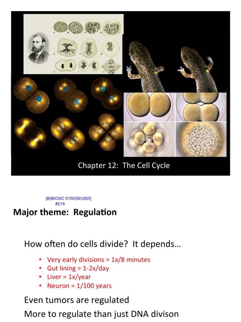 Understanding the Cell Cycle Regulation | PDF | Mitosis | Chromosome