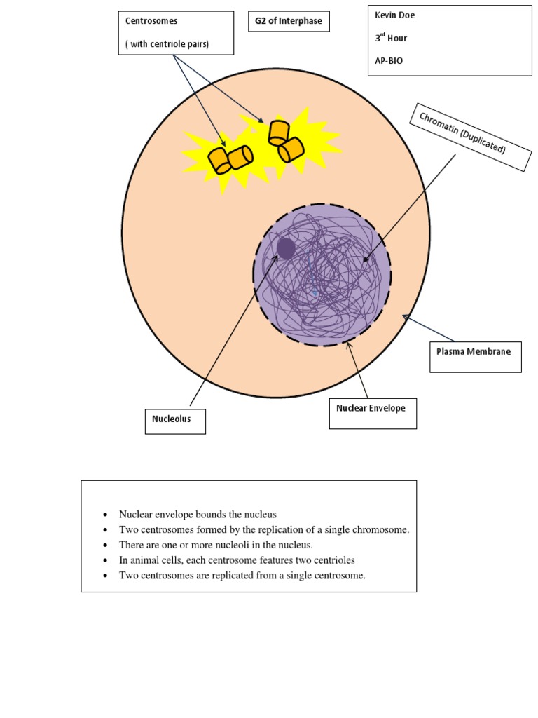 G2 of Interphase | PDF