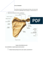 Osteologi Extremitas Superior 