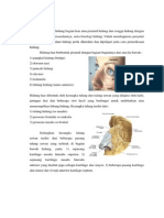 Anatomi Hidung dan Kompleks Ostiomeatal