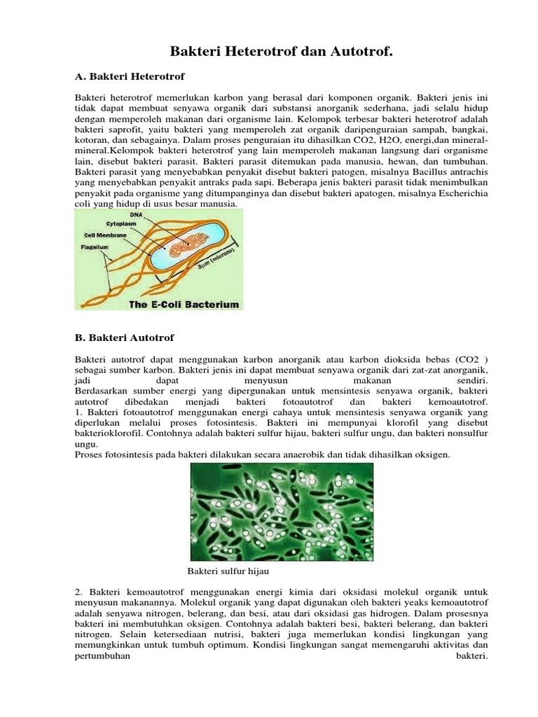 Bakteri Heterotrof Dan Autotrof | PDF