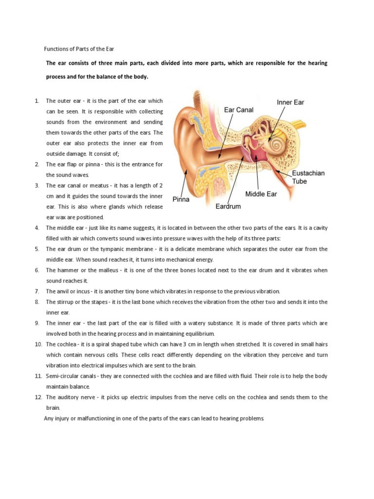 Functions of Parts of The Ear PDF