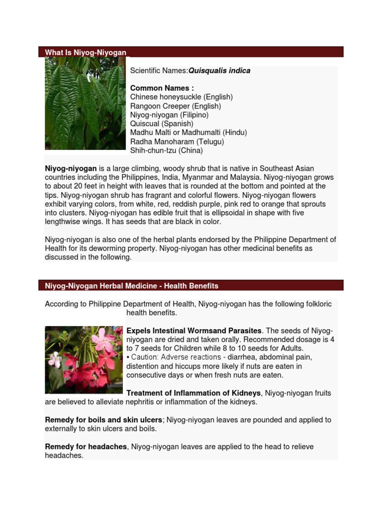 Niyog Niyogan Download Free PDF Medicine Wellness