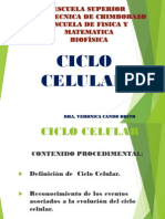 Ciclo Celular