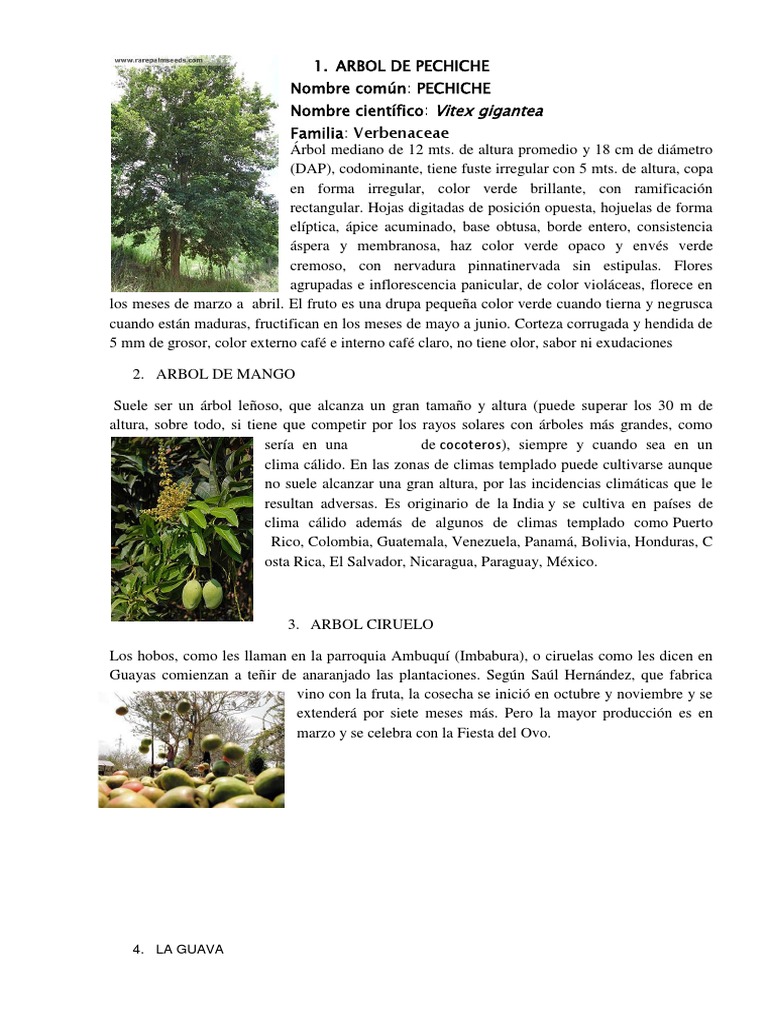 Arbol de Pechiche | PDF | Frutas comestibles | Botánica