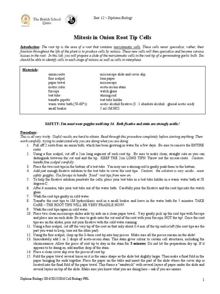 Root Tip Mitosis Lab | Mitosis | Cell Biology