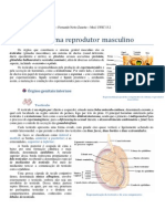 Anatomia Do Sistema Reprodutor - Fernando N. Zanette 2