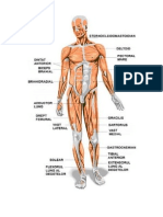 MUSCULATURA CORPULUI