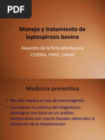 Manejo y Tratamiento de La Leptospirosis Bovina