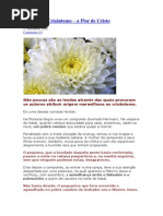 A Lenda Do Crisântemo