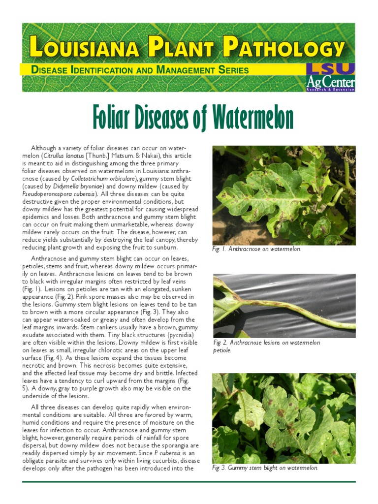 Watermelon Foliar Disease Guide | PDF | Botany | Plants