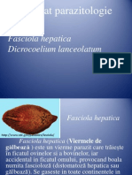 Fasciola Hepatica Si Dicrocoelium Lanceolatum