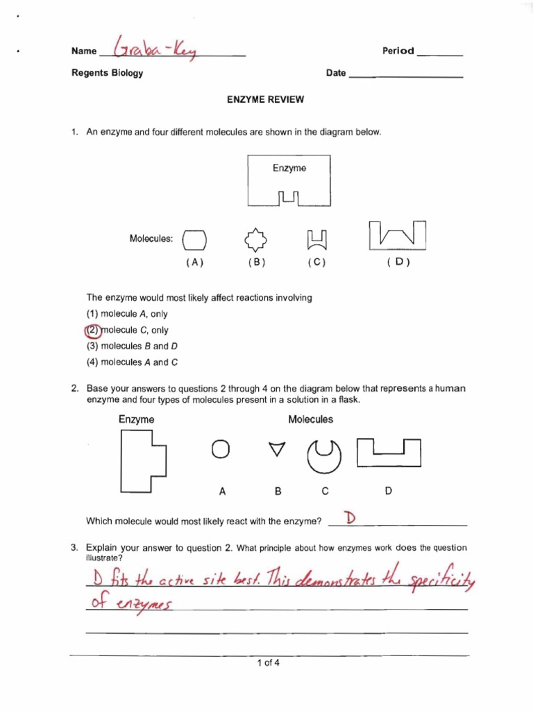 Enzymereview 11 Key  Enzyme  Organic Compounds Throughout Enzymes Worksheet Answer Key