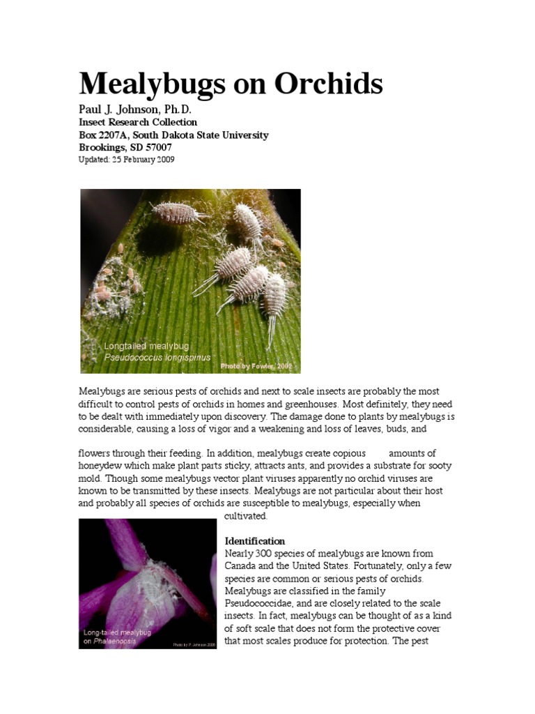 Mealybugs on Orchids Insecticide Biological Pest Control