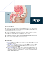 Side View of The Prostate