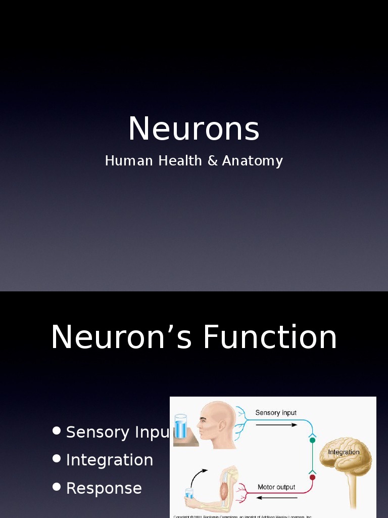 Understanding Neurons and Their Functions | PDF