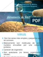 Bacteriofagos 1701.pptx