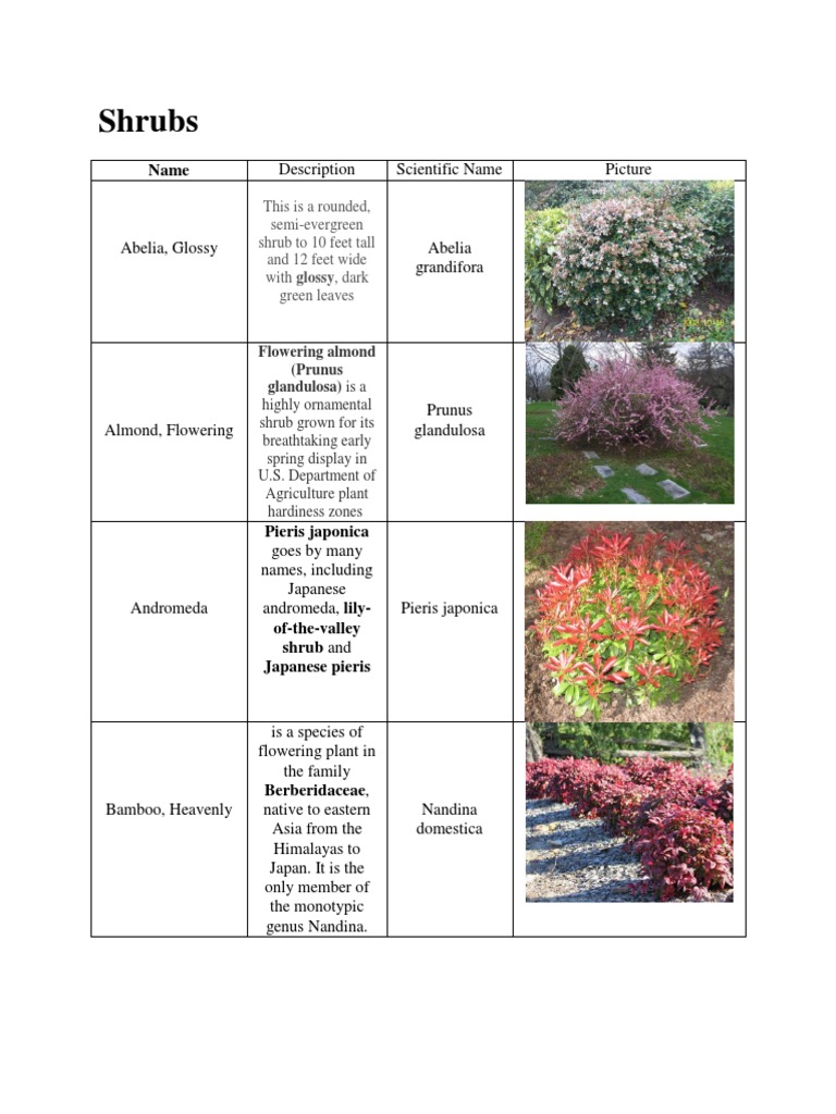 Andromeda Shrubs and Varieties Guide | PDF